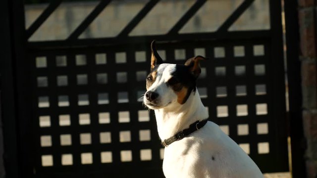 White dog in a sunny afternoon looking to the camera.