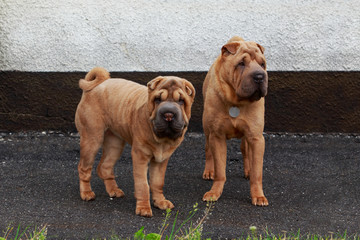 Shar Pei dog