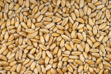 Wheat grains, top view,
