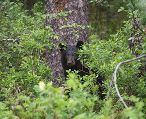 Fototapeta na wymiar A curious black bear peeking though the trees