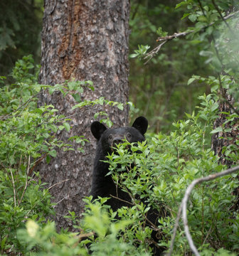 A curious black bear peeking though the trees