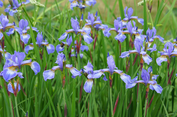 Blue iris siberian plant