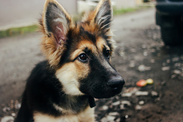 adorable puppy german shepherd sitting on green grass and looking with cute eyes, sad and happy