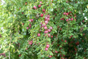 Tree full of ripe mirabelles in summer