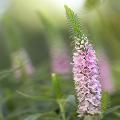 Rosa Ehrenpreis (Veronica spicata) im Garten