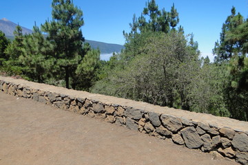 Teneriffa,Vulkan,Palmen,Schildkröte,Teneriffa,Pflanzenwelt