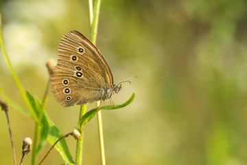 The lawn butterfly bud (aphantopus hyperantus) on the sunny wake