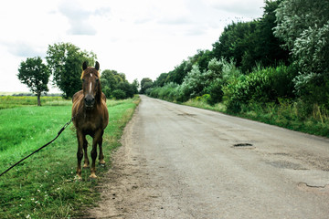 beautiful brown horse walking and grazing in a field near a road, summer in country side