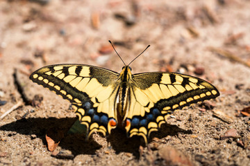 Fototapeta na wymiar Swallowtail butterfly or Papilio machaon close