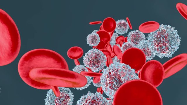 anatomically correct Erythrocytes and Monocyte cells flowing in the blood stream.
