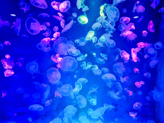 Fototapeta na wymiar Glowing jellyfish under dark water