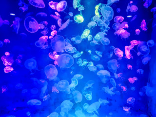 Glowing jellyfish under dark water © criminalatt
