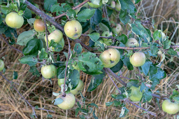 Riping apples hanging at a branch of an apple tree in summer