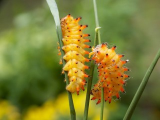 yellow caterpillar
