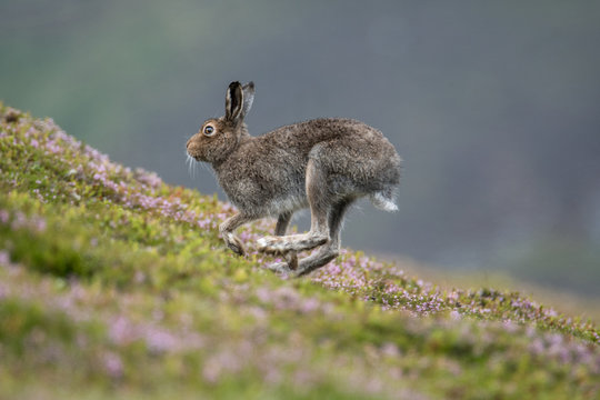 Mountain Hare (lepus timidus) running up a heather covered hill in the summer
