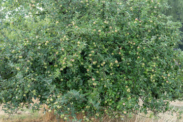 Fototapeta na wymiar Apple tree full of ripe apples in summer