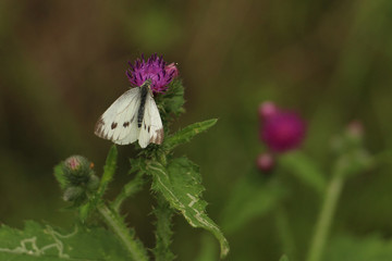  butterfly sitting on a thistle flower