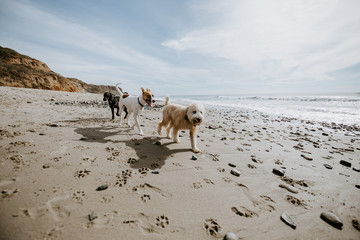 Dogs playing together at an ocean beach
