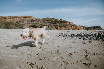 Golden Doodle playing in sand at Ocean Beach