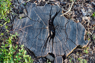 Old stump in a grass