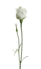 Beautiful Eustoma flower on white background