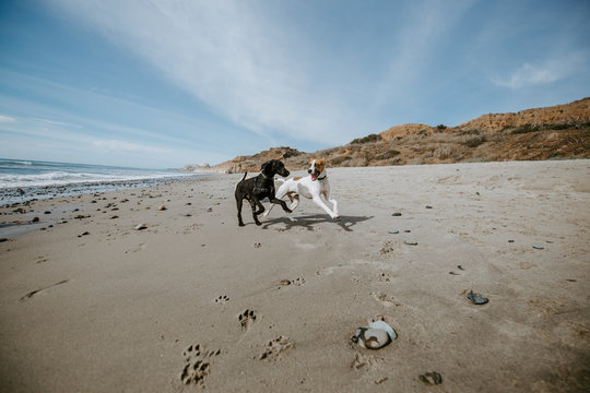 Dogs playing together at an ocean beach