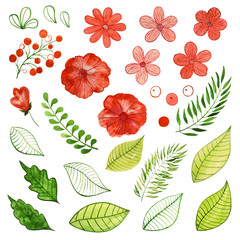 Set of paint  floral elements, watercolor  flowers, berries and leaves
