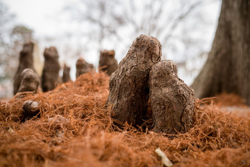 Cypress knees