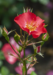 Rose flowers in St. Petersburg on a Sunny summer day.