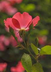 Rose flowers in St. Petersburg on a Sunny summer day.