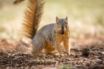 Squirrel eating