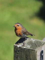 Fototapeta premium robin on a fench post looking for food