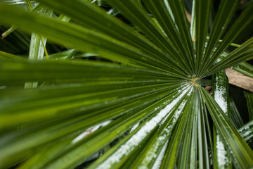 Obraz na płótnie Canvas Snowy Palm