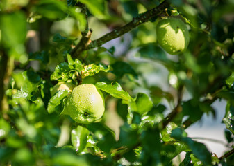 Junger Apfel am Baum