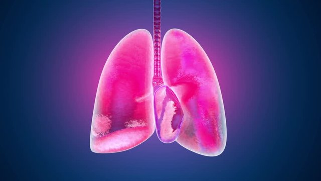 Animation of human lungs inflamed and infected by a disease like Pneumonia or Tuberculosis.
