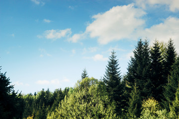 top of trees forest in mountains on a background of clouds and sky