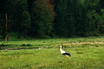 beautiful lonely stork, spreading  wings, walking on sunny meadow in ukrainian mountains