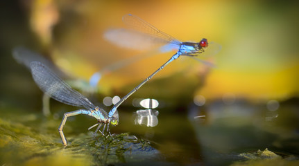 Dragonflies in tandem when laying eggs in the pond.