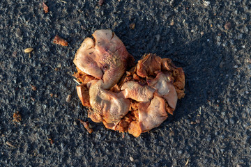 Brown damaged windfall apple on a road in autumn