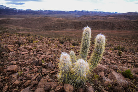 Cactus
