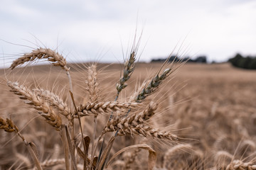 Summer field