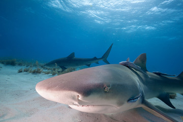 Fototapeta premium Close-up Shot of Lemon Shark Swimming in Clear Waters of Bahamas
