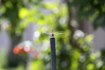 Dragonfly close-up. A close-up photo of a dragonfly sitting on a sheet.