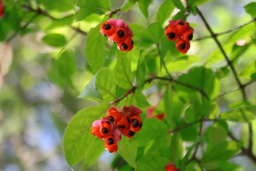 Trzmielina brodawkowata, Euonymus verrucosus © Monika