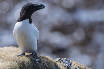 Razorbill (Alca torda) on cliff edge with shimmering light
