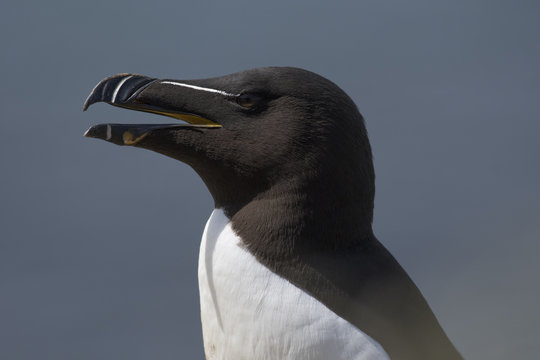 Side-profile of a Razorbill (Alca torda)