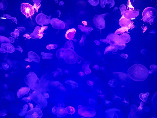 Glowing jellyfish under dark water
