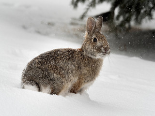 Eastern Cottontail Rabbit