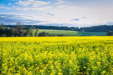 Obraz premium Beautiful canola plantation, yellow flower field in Brazil