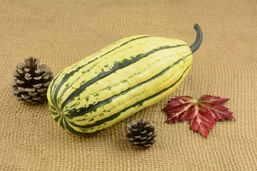 Raw whole delicata or sweet potato squash on burlap with autumn decorations